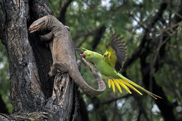 bird photos