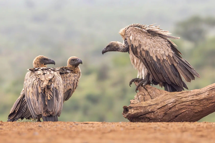 bird photos