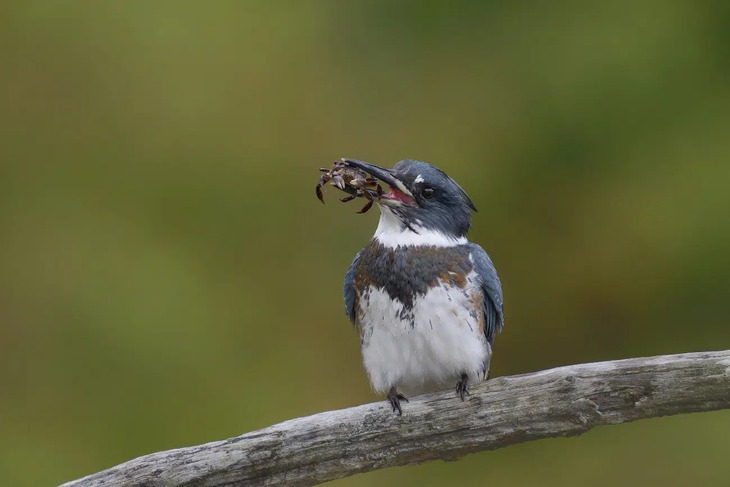 bird photos