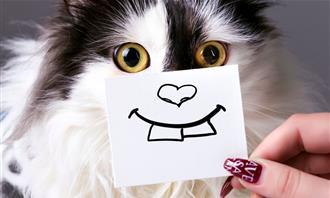 Find the differences entertaining: cat with a drawing of a face in front of him