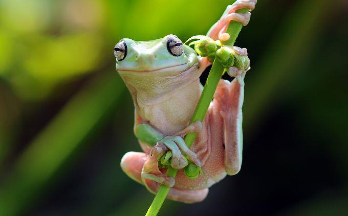 Trivia World Life: Frog