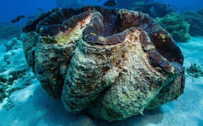 Trussia World Life: Large Oyster