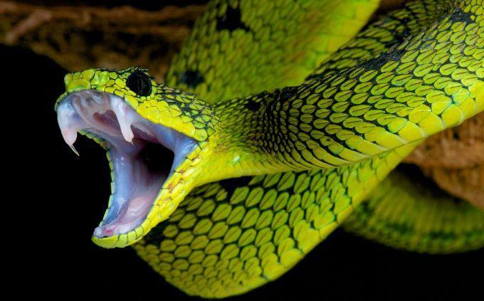 Trivia World Life: Snake