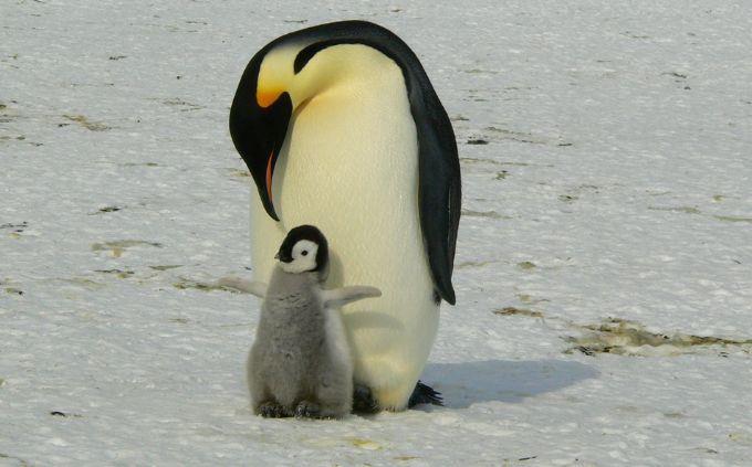 Trivia World Life: Penguin Caesarean and his offspring