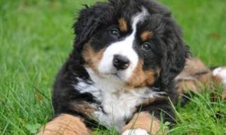 Trivia World Life: Dog