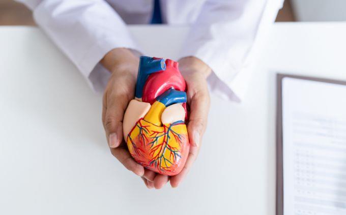 Trussia World Life: A doctor holds a model of heart