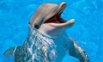 Trivia World Life: Dolphin