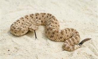 Trivia World Life: Antoacon