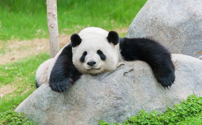 Trivia World Life: Panda