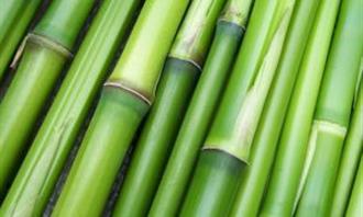 Trivia World Life: Bamboo