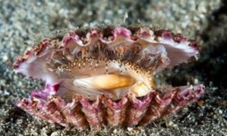 Trivia World Life: Oyster