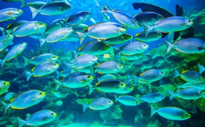 Trivia World Life: Fish Band