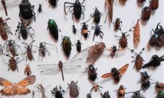 Trivia World Life: Insects