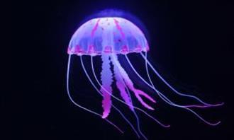 Trussia World Life: jellyfish