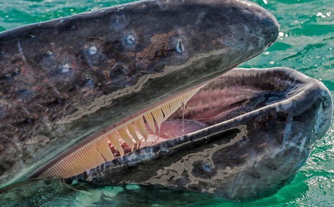 Trivia World Life: Whale Salcons