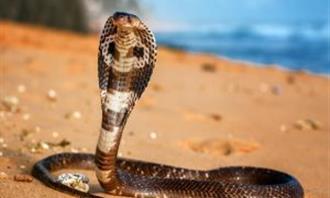 Trivia World Life: Royal Cobra