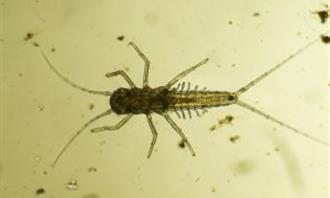 Trivia World Life: Plankton