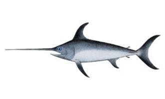 Trussia World Life: Sword Fish