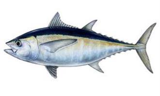 Trivia World Life: Tuna