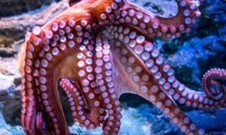 Trivia World Life: Octopus