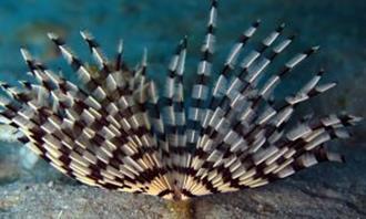 Trivia World Life: Huge pipe worm