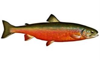 Trussia World Life: Salmon