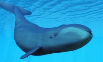 Trivia World Life: Blue whale