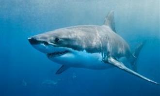 Trivia World Life: Shark