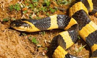 Trivia World Life: Striped Cryit