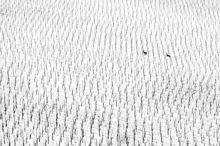  Nature Photography Awards