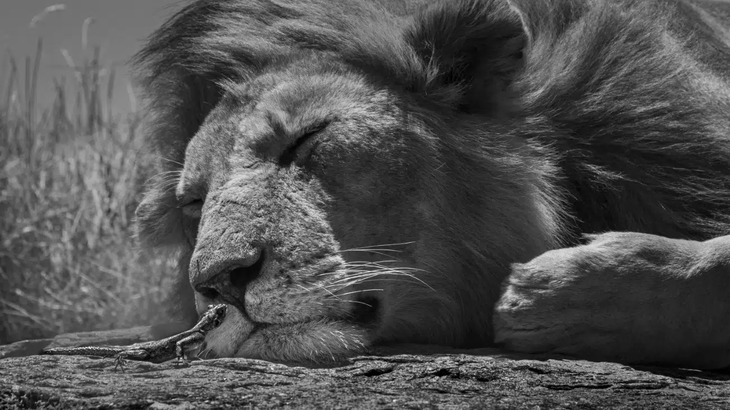 Prêmios de Fotografia da Natureza