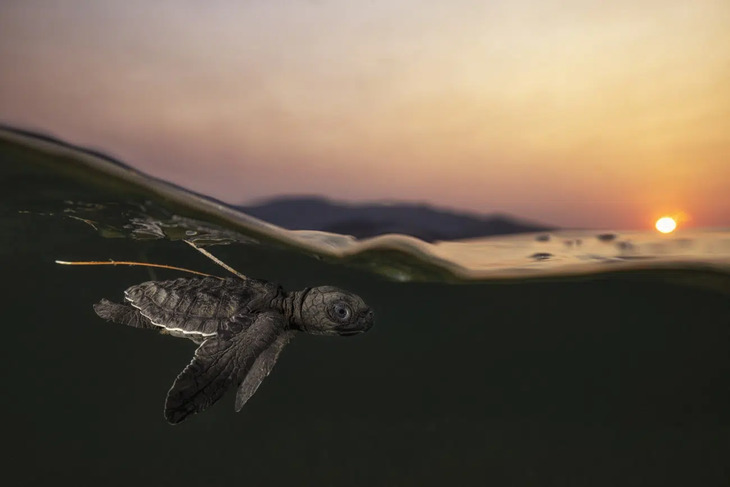  Nature Photography Awards