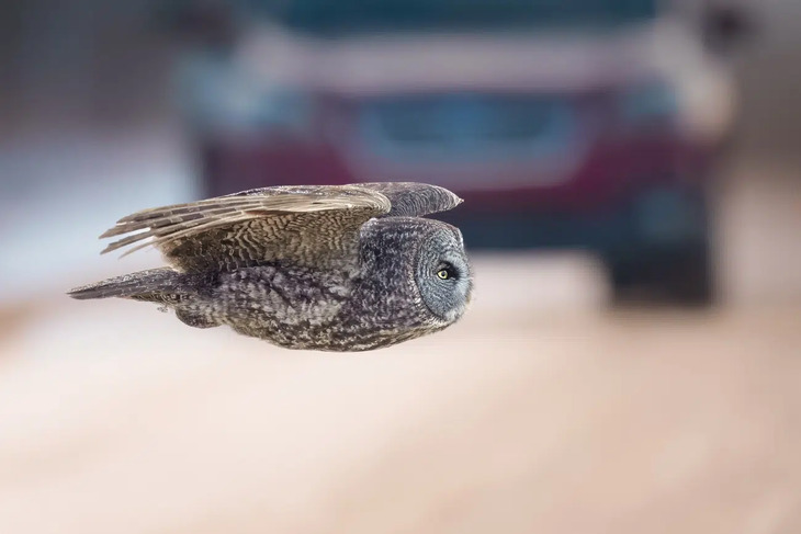  Nature Photography Awards