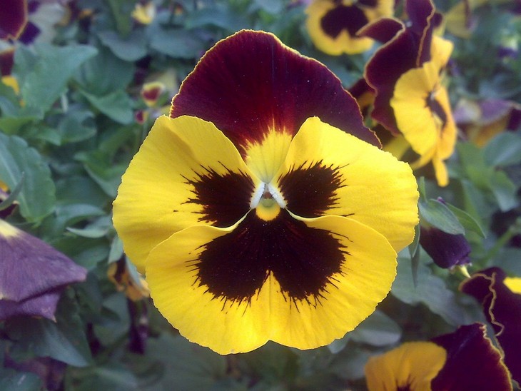 Flowers that bloom quickly: Pansy