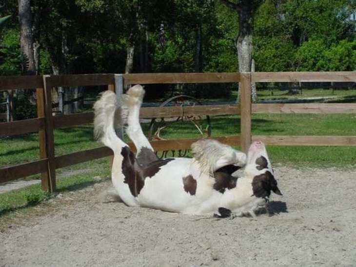 Funny Horses 