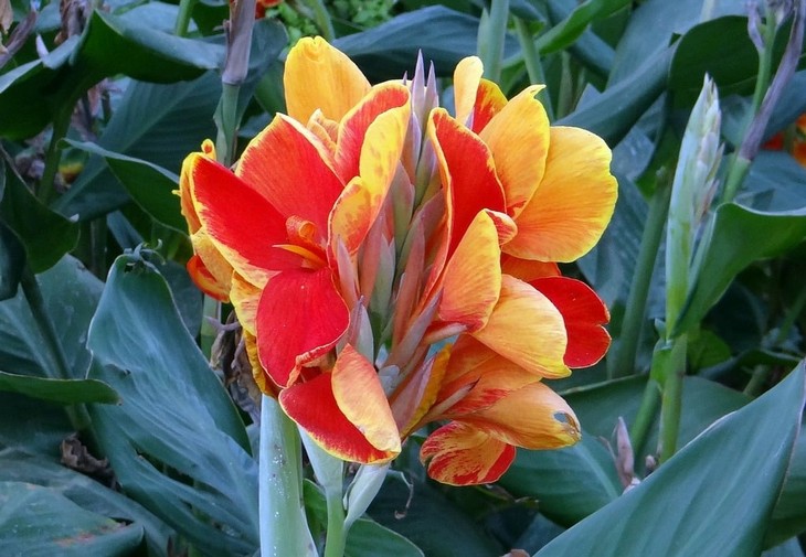 Flowers that bloom quickly: Canna