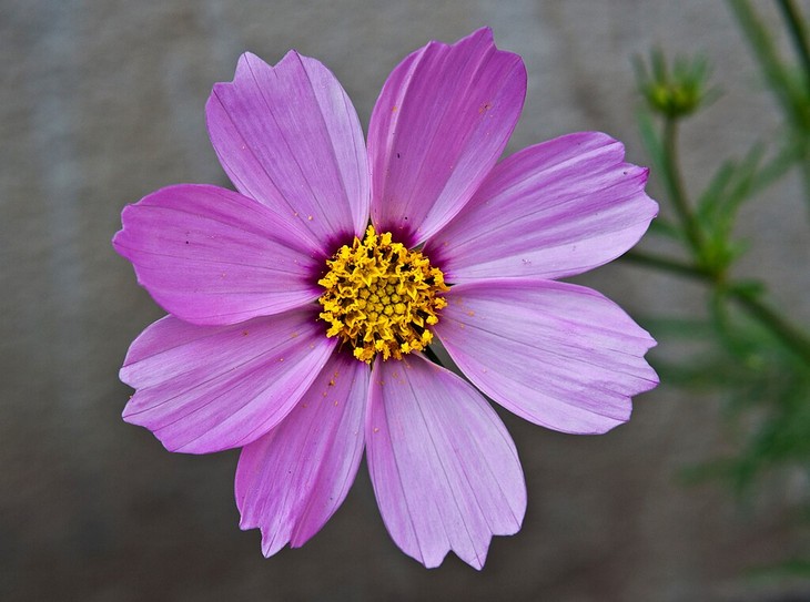 Flowers that bloom quickly: Cosmos