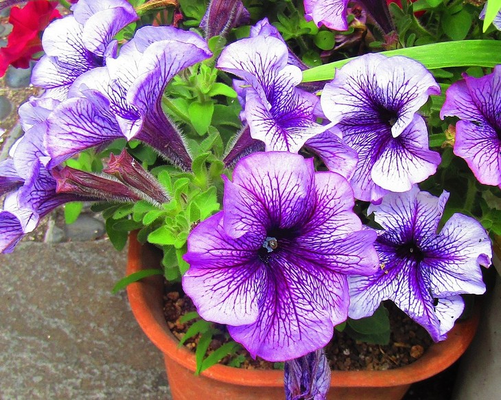 Flowers that bloom quickly: Petunia