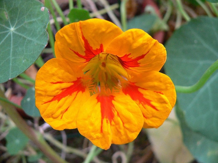 Flowers that bloom quickly: Nasturtium