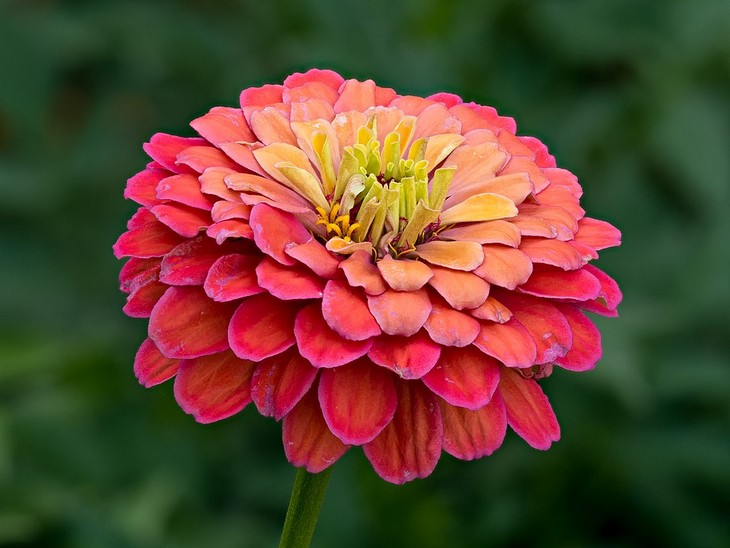 Flowers that bloom quickly: Zinnia