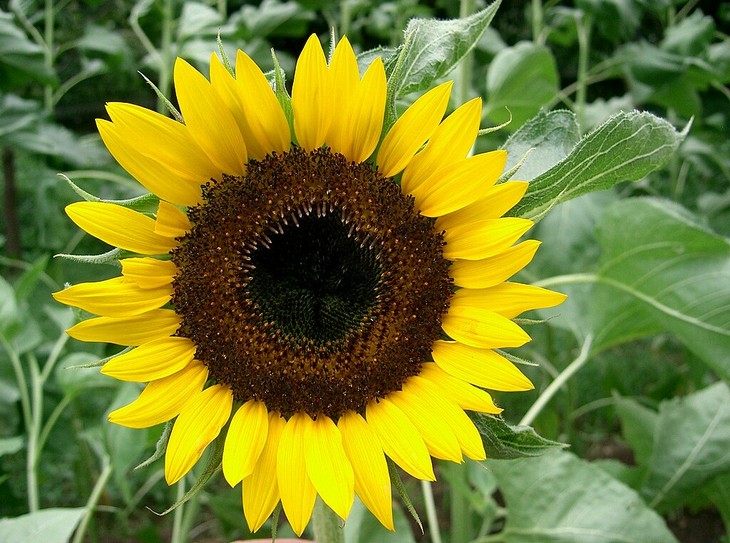 Flowers that bloom quickly: Dwarf Sunflower