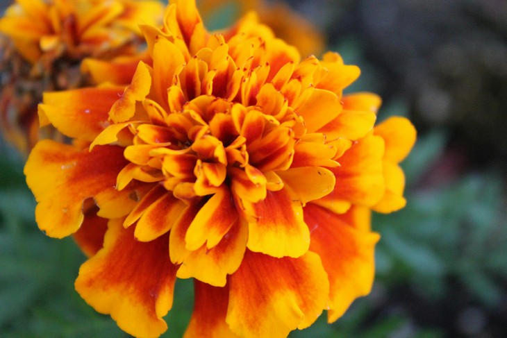 Flowers that bloom quickly: Tagetes