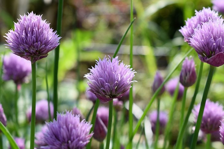 Health benefits of chives: Garlic chive flower
