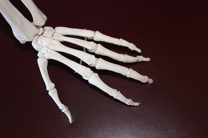 Health benefits of chives: Model of hand bones