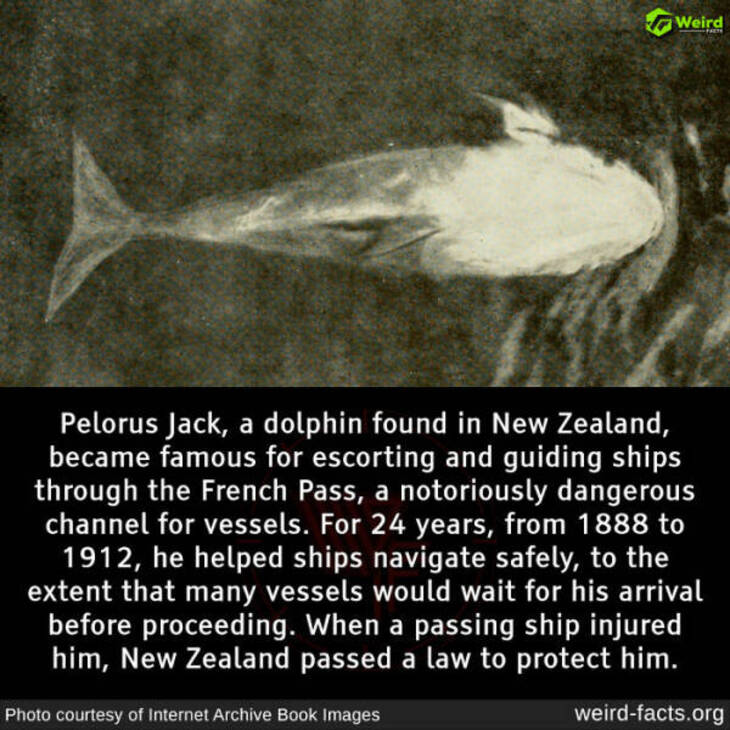 Bizarre Facts 