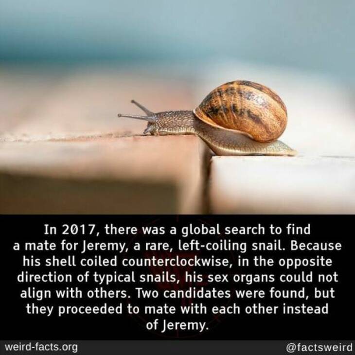 Bizarre Facts 