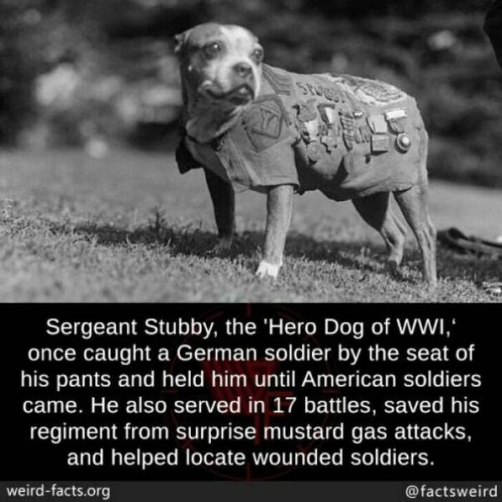 Bizarre Facts 