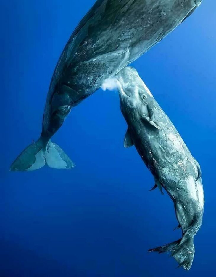 Momentos espetaculares e selvagens no oceano