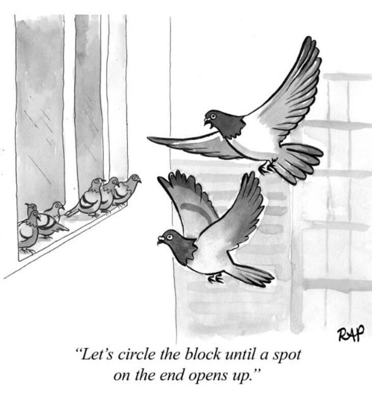 Animal comics