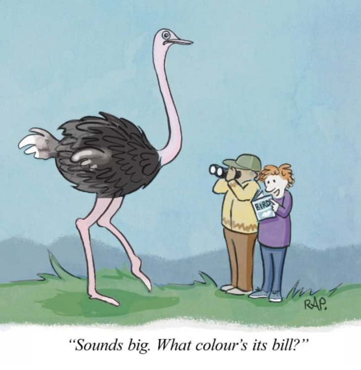 Animal comics